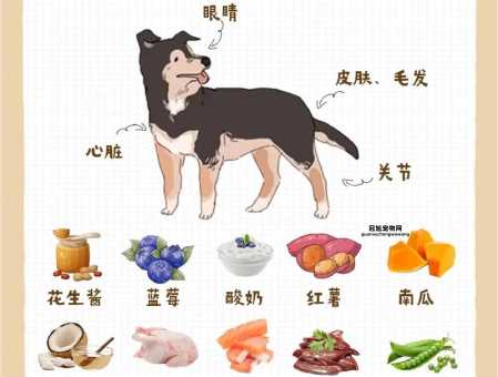 阿拉斯加雪橇犬饮食攻略：健康营养食物推荐