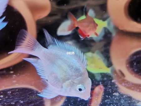 红鹦鹉鱼变黑的关键原因及恢复指南