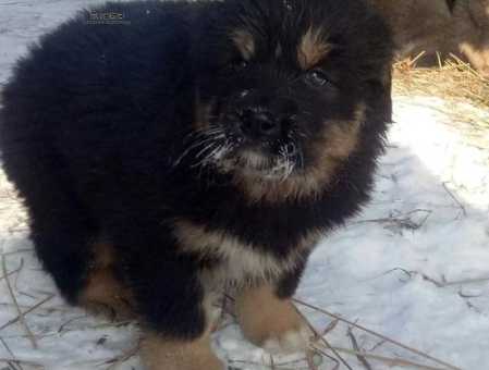 虎獒犬养护全攻略：从幼犬到成年，虎獒犬的全面了解