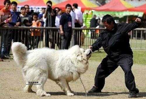 虎獒犬养护全攻略：从幼犬到成年，虎獒犬的全面了解