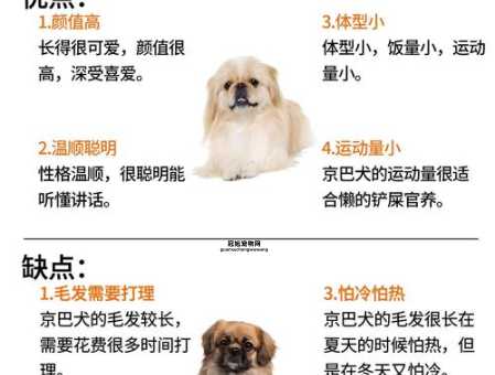新手必看！京巴狗的科学饲养方法与注意事项