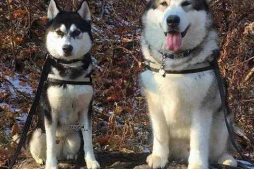 哈士奇和阿拉斯加雪橇犬如何区分？体型、毛色、性格大对比
