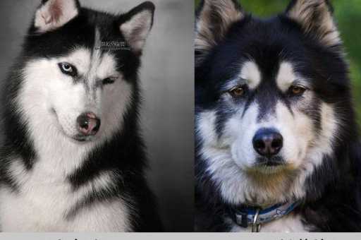 哈士奇和阿拉斯加雪橇犬如何区分？体型、毛色、性格大对比