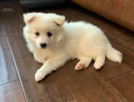格陵兰犬介绍：探秘最古老的爱斯基摩犬种