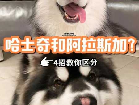 哈士奇与阿拉斯加的区别：如何快速辨认这两种雪橇犬？