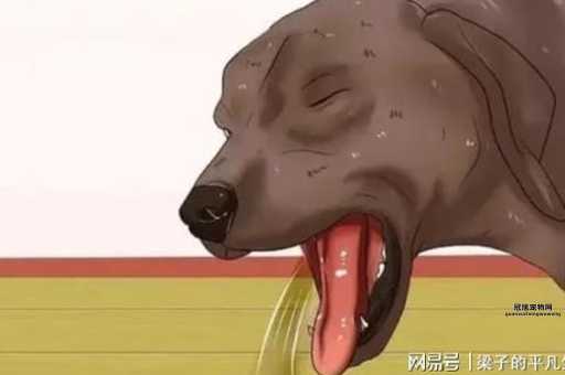 小狗过量进食后的正确处理方法，助您轻松应对