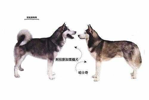 阿拉斯加犬vs哈士奇：如何选择适合你的雪橇犬