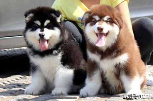 阿拉斯加犬与哈士奇对比：外观、性格与饲养指南