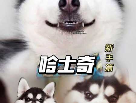 哈士奇怎么养？新手必知的养护技巧与注意事项