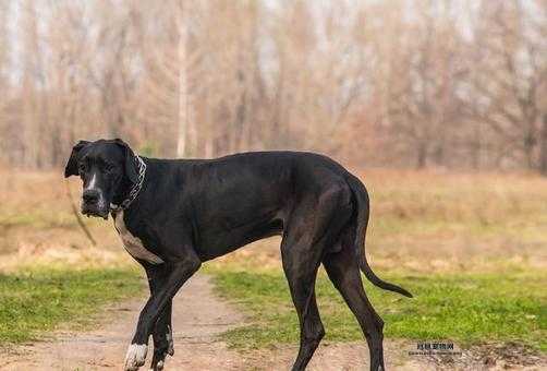 大丹犬性格特点全面解析：温顺友善又忠诚