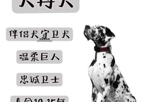 大丹犬性格特点全面解析：温顺友善又忠诚