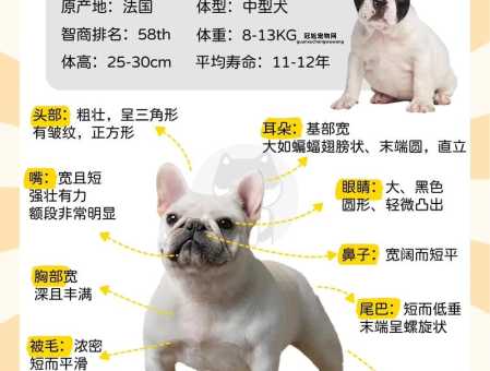 斗牛犬好养吗？饲养斗牛犬的优缺点解析
