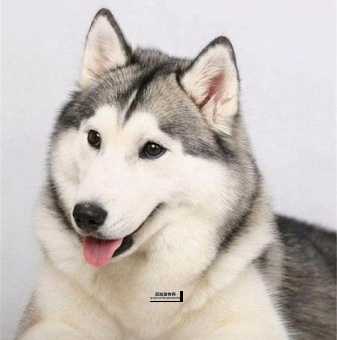 了解雪橇犬哈士奇：从外观到性格的全方位解析