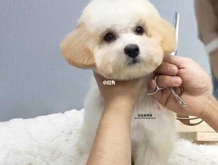 给贵宾犬美容的最佳方法，让你的狗狗变身萌宠