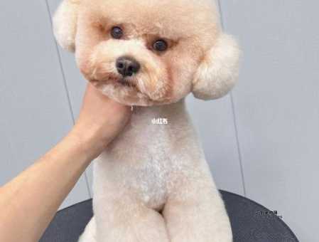 给贵宾犬美容的最佳方法，让你的狗狗变身萌宠
