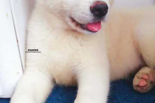 如何识别纯种秋田犬的“七白”特征？