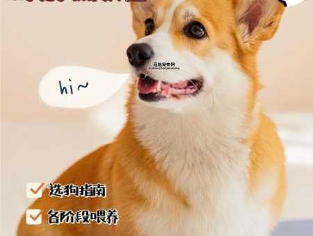 如何科学喂狗粮？不同年龄段狗狗的最佳喂养方法