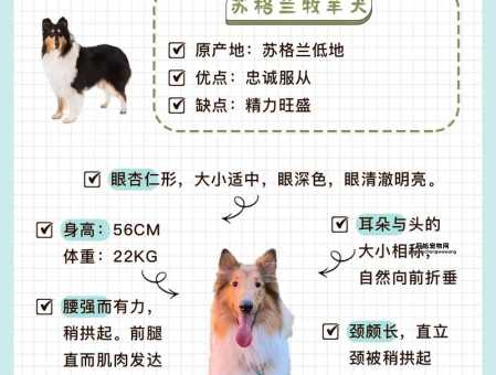 苏格兰牧羊犬好养吗？解析饲养苏牧的关键要点