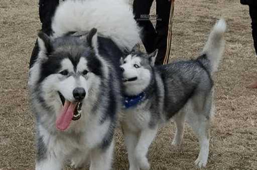 阿拉斯加雪橇犬哈士奇全解析：性格、历史与饲养技巧