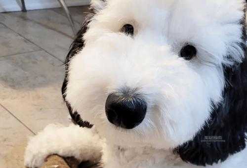 古代牧羊犬养护指南：毛发护理与日常运动解析