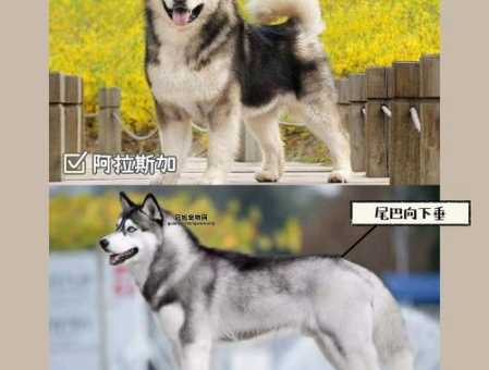 阿拉斯加犬和哈士奇的区别大揭秘：从体型到眼睛的全面分析