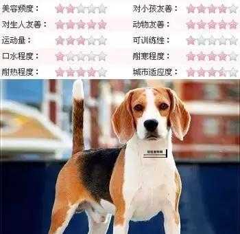 比格猎犬全面介绍：特征、历史与饲养要点
