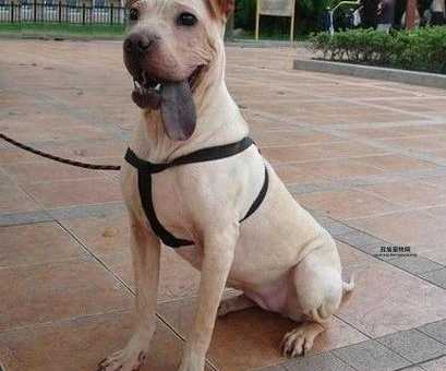 骨嘴沙皮犬介绍：古老而强悍的中国本土犬种