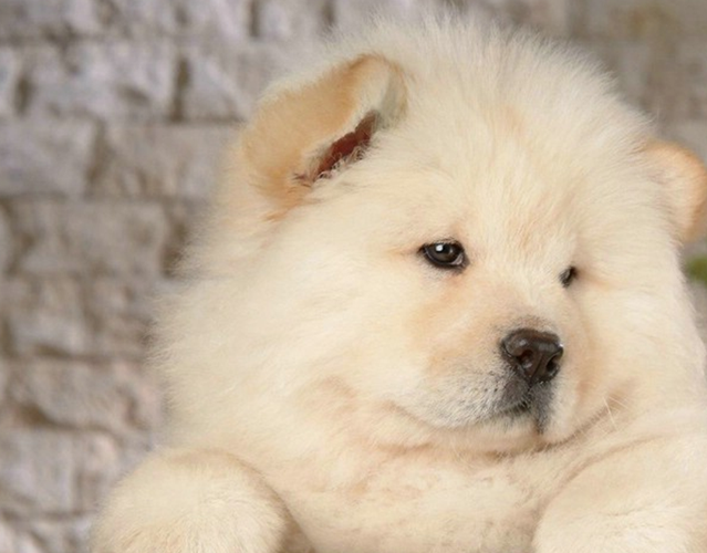 购买纯种松狮犬需多少钱？价格范围及影响因素全面解析