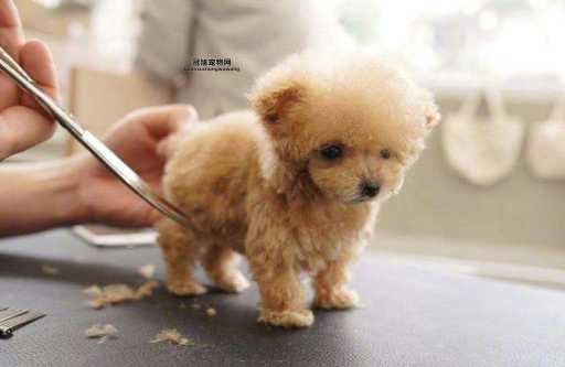 迷你贵宾犬价格与特点解析：适合家庭的完美宠物