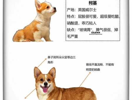 新手指南：如何科学饲养柯基犬幼犬