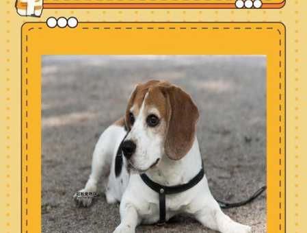 比格犬性格特点：活泼好动，忠诚易训的理想伴侣