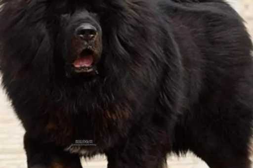世界上能打败藏獒的狗有哪些？三大最猛犬种排行