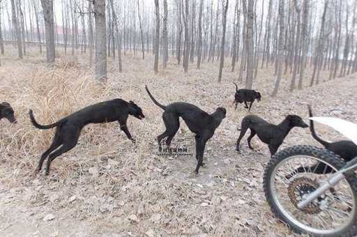 格力犬撵兔热潮：如何平衡狩猎与生态保护