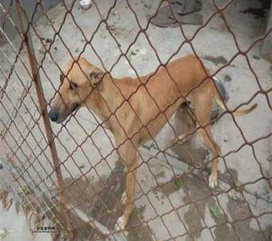 格力犬撵兔热潮：如何平衡狩猎与生态保护
