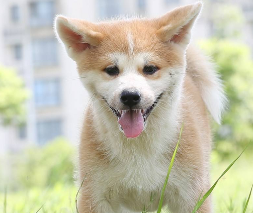 秋田犬的性格特点揭秘：忠实伴侣的优缺点