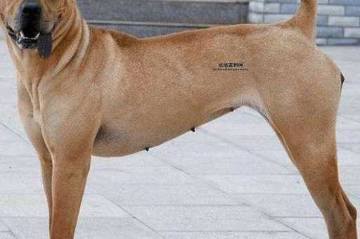 全面了解骨嘴沙皮犬：特性、起源与饲养指南