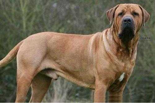 高加索犬vs藏獒：哪种犬更具力量与威慑力？