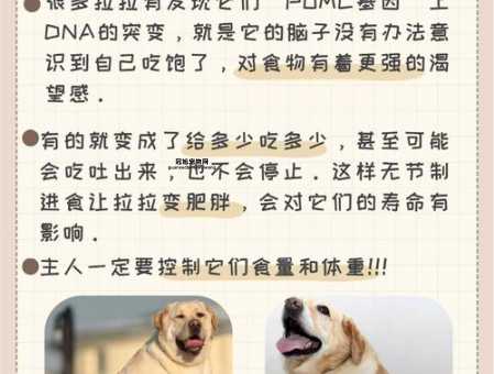 为什么拉布拉多犬适合家庭？解读它温柔友善的性格