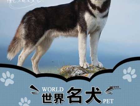 哈士奇是雪橇犬吗？揭秘哈士奇的历史与职责