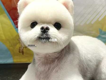 俊介君是什么品种？了解英系博美犬的可爱魅力