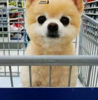 超萌犬俊介君：从网络红人到人气玩偶的小狗生活