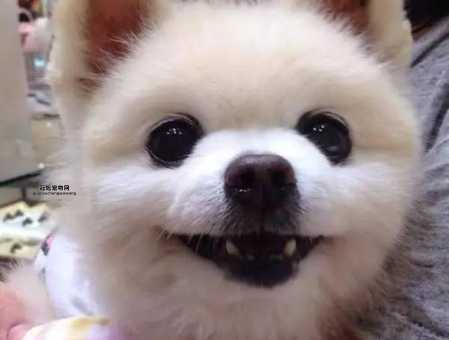 超萌犬俊介君：从网络红人到人气玩偶的小狗生活