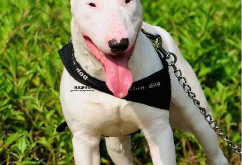 巴斯特牛头梗：英国小型犬种，忠诚友善的宠物选择