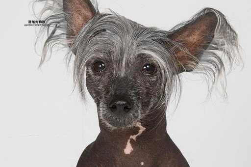 中国冠毛犬多少钱一只？详解不同品种价格范围