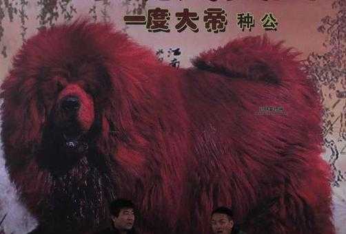 世界上最贵的藏獒有哪些？六大顶级藏獒价格揭密