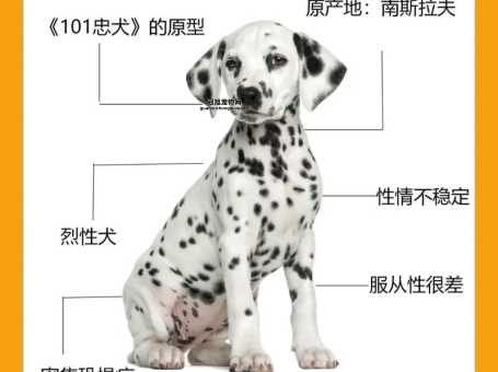 大麦町犬的特点与养护指南：你需要知道的一切！