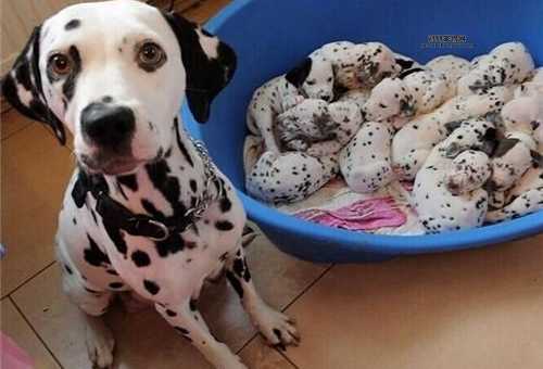 大麦町犬的特点与养护指南：你需要知道的一切！