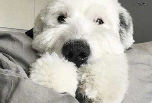 了解古牧犬的性格特征：理想家庭犬的温和一面