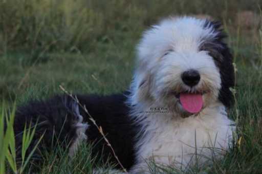 了解古牧犬的性格特征：理想家庭犬的温和一面