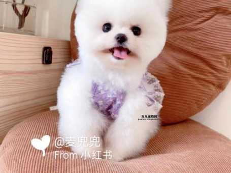 全面解析哈多利系博美犬：外形特点、养护要点与选购指南